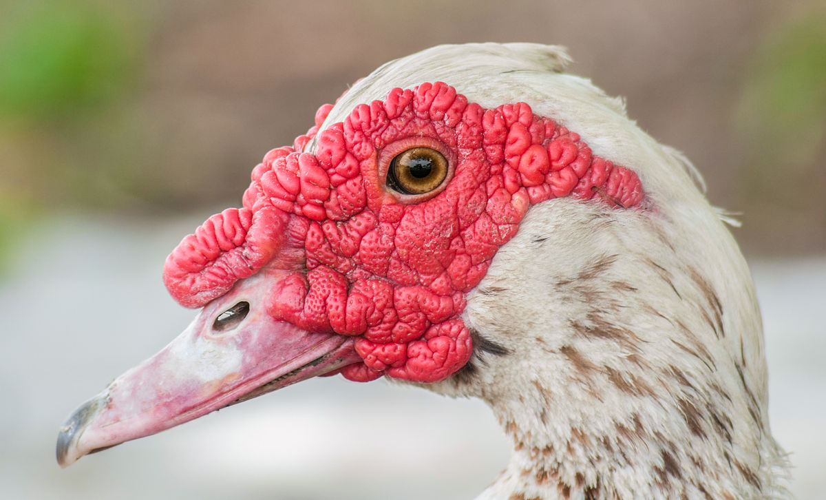 Story of The Duck with Golden Eggs - A Russian Folktale