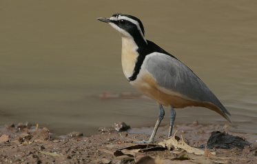 The Crocodile Bird