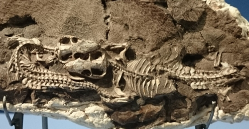 Compañeros de madriguera