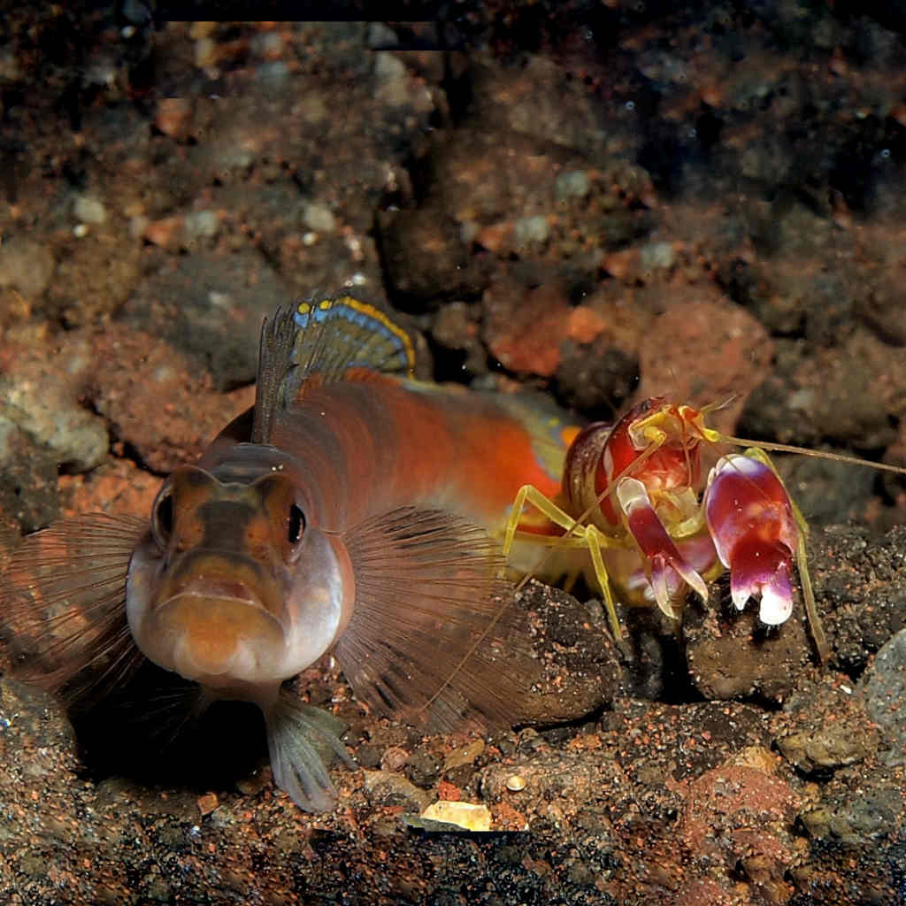 Seeing Eye Fish
