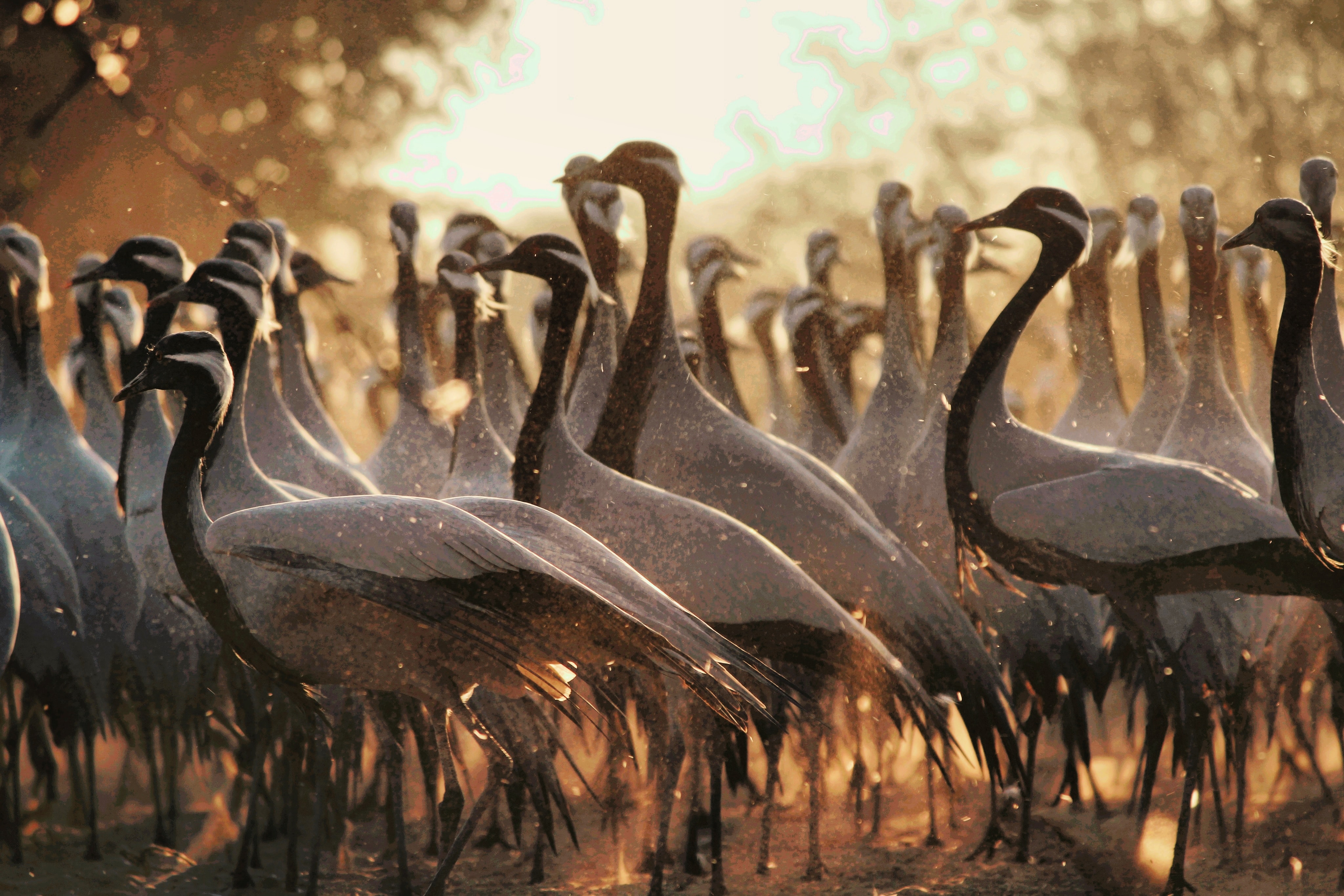 Bird Podcast with Shoba Narayan