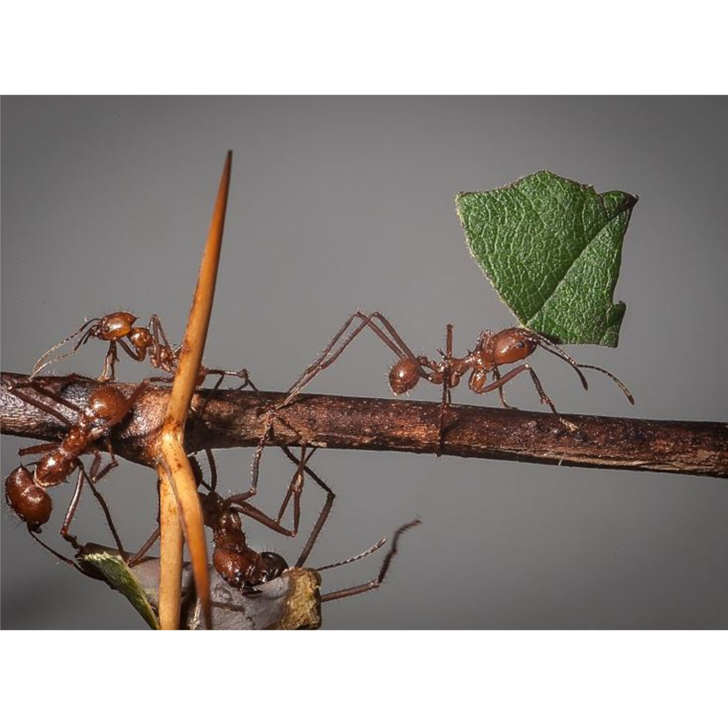 Ants Play Red Light, Green Light
