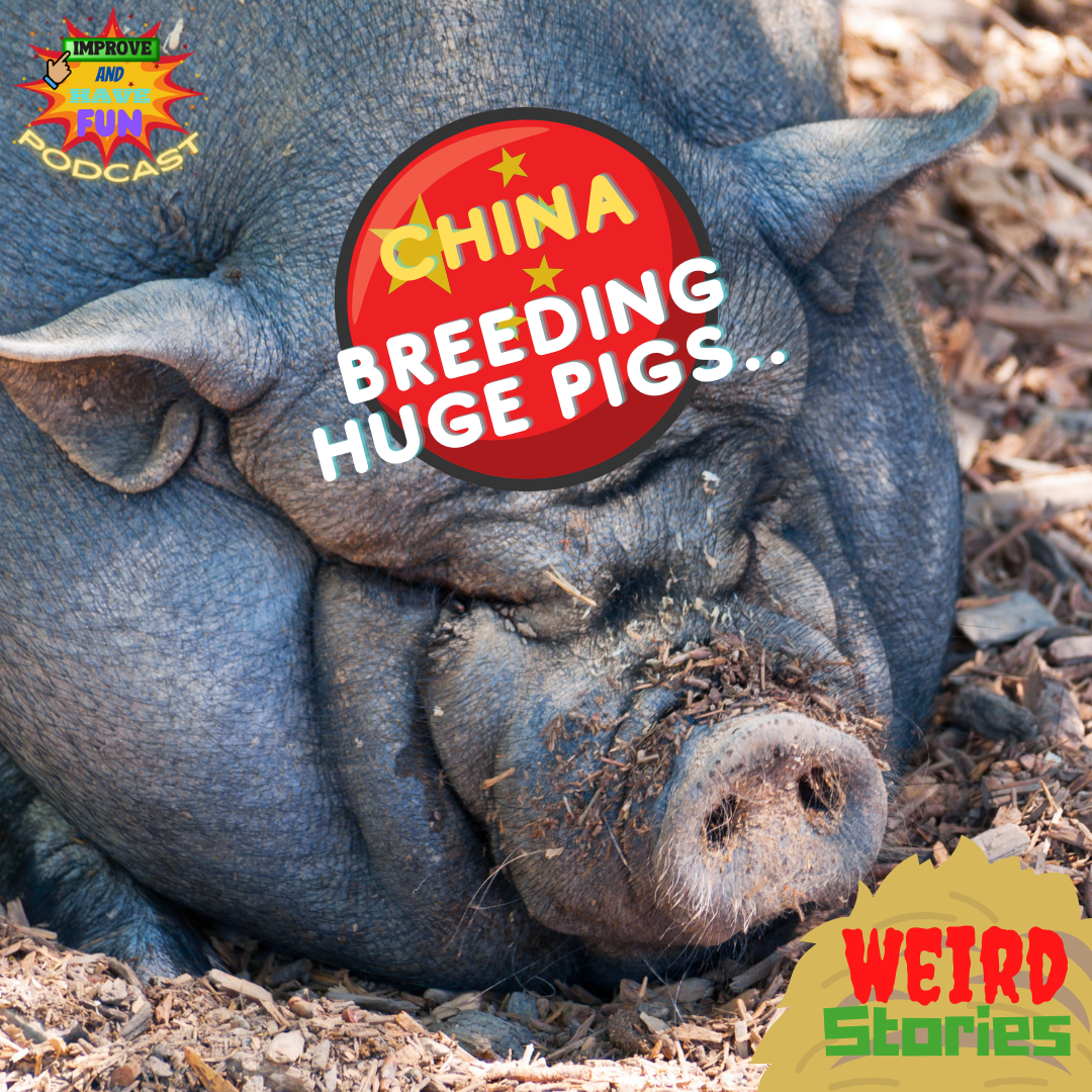 China Breeding Huge Pigs-WEIRD STORIES
