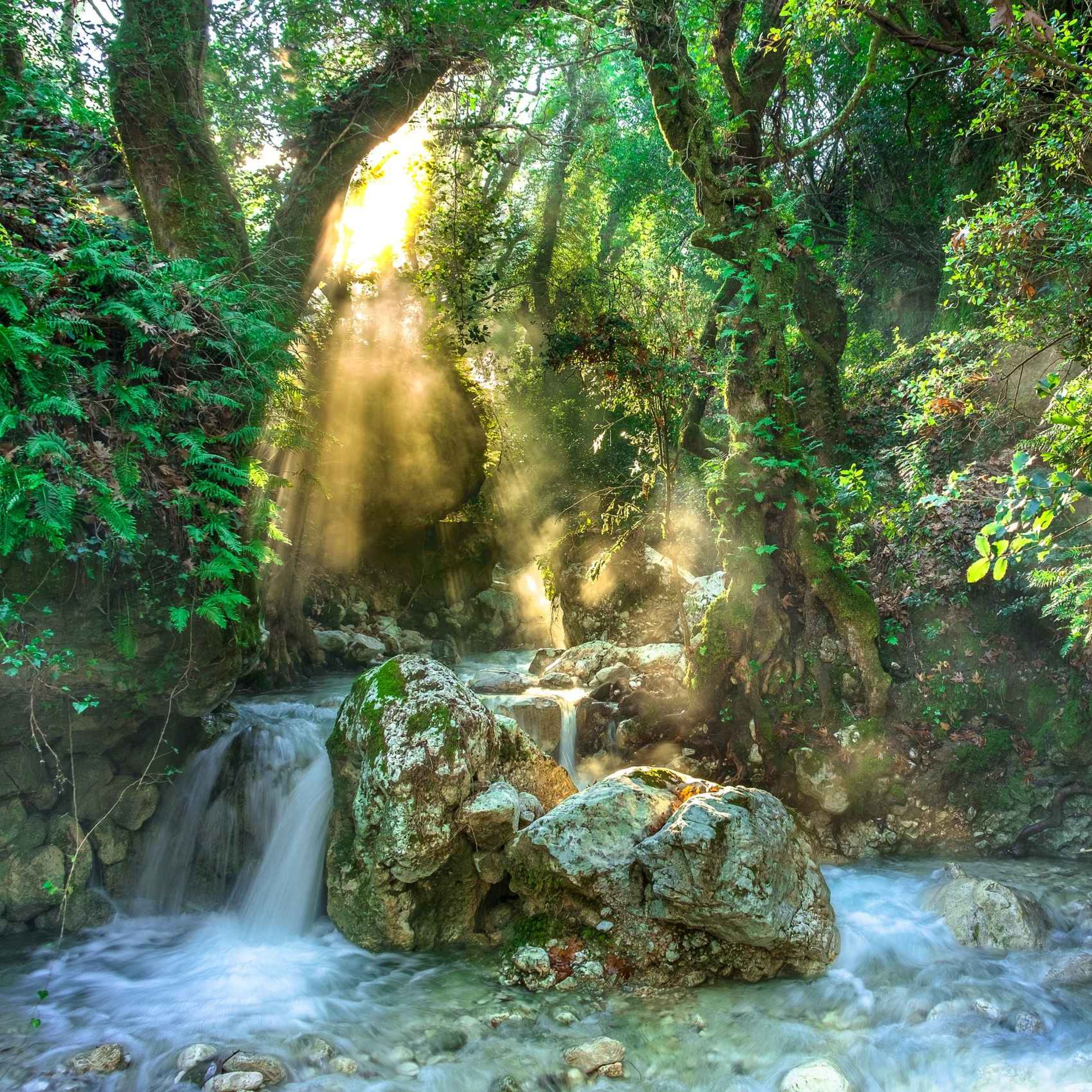 Forest River Nature Sounds-Mountain Stream Waterfall-8 Hr Relaxing Birds & Water Sounds for Sleeping