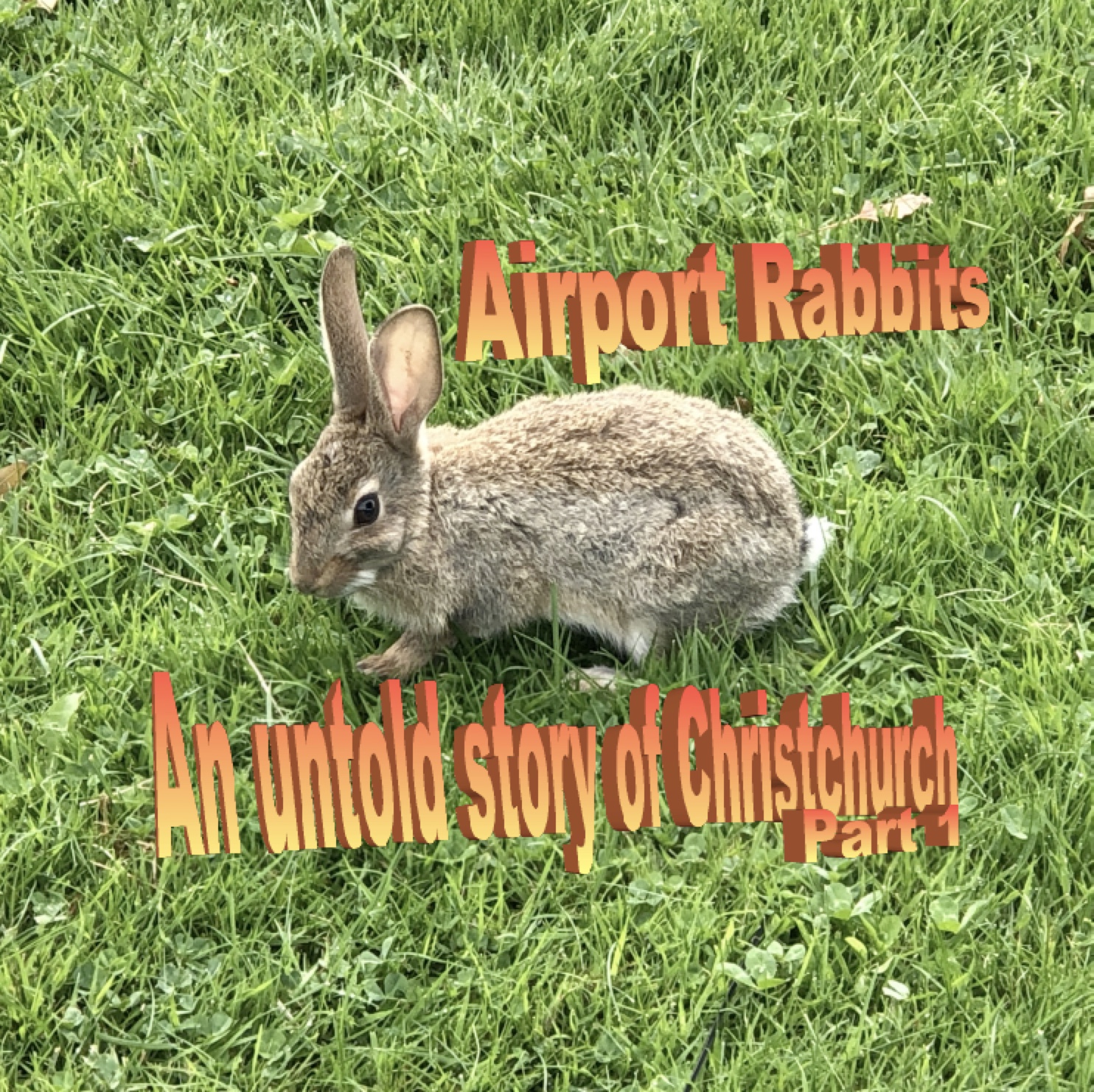 Airport Rabbits: An untold story of Christchurch (Part 1)