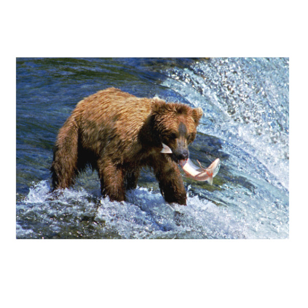 Bear Necessities