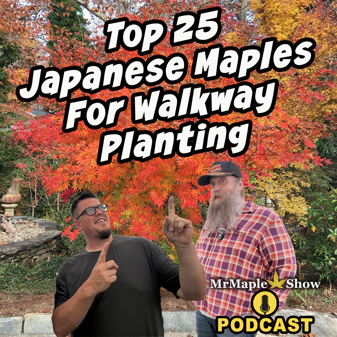 Top 25 Japanese Maples For Walkway Planting | MrMaple Show Podcast