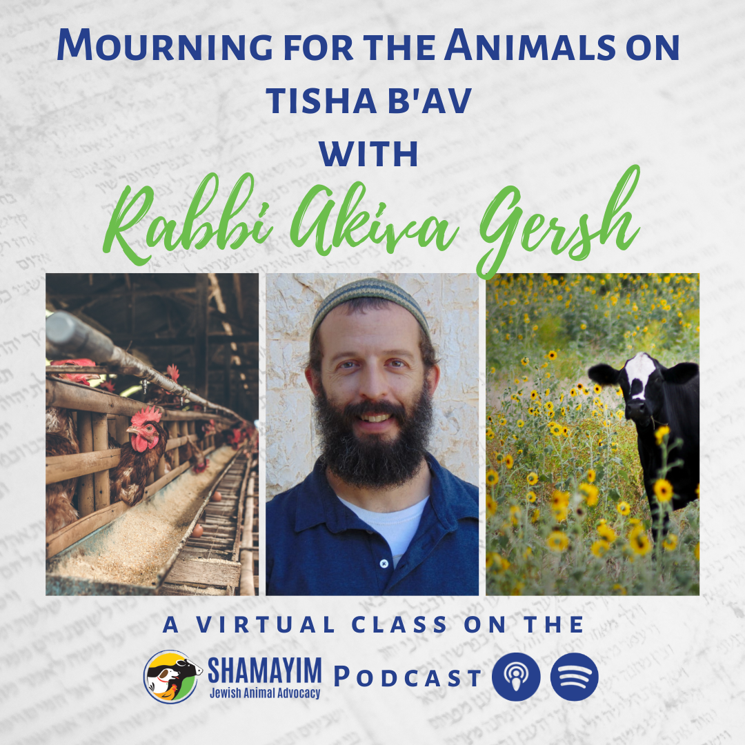 Shamayim: Jewish Animal Advocacy