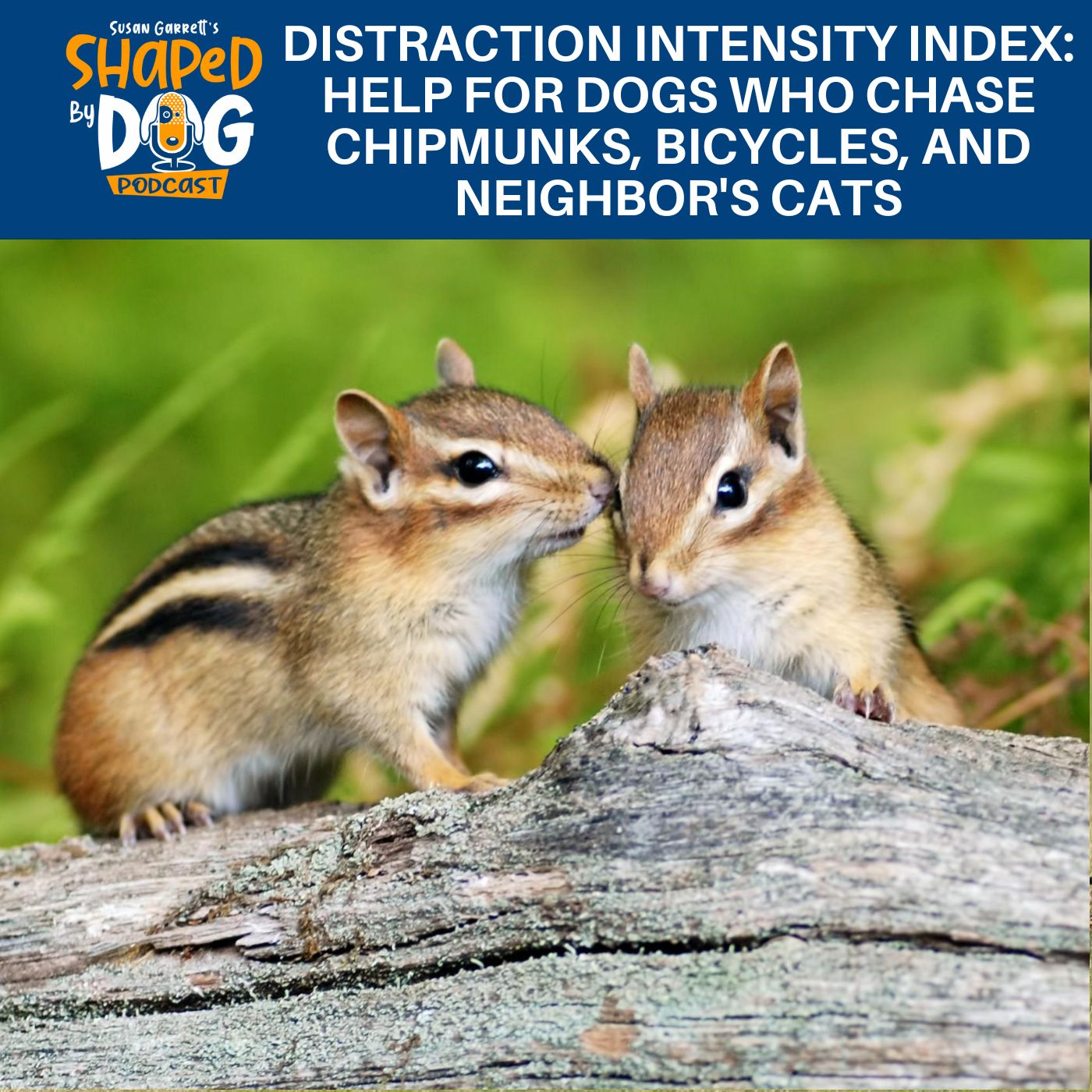 Distraction Intensity Index: Help For Dogs Who Chase Chipmunks, Bicycles, And Neighbor's Cats #24