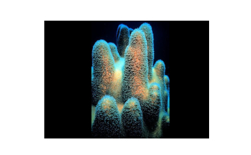 Complex—But No Evolution