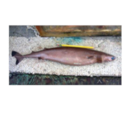 The Deception of a Glow In the Dark Shark