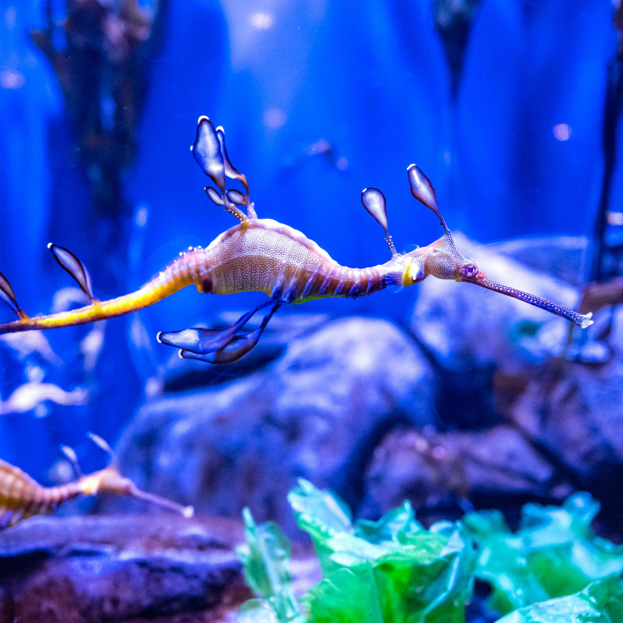 A Real Sea Dragon