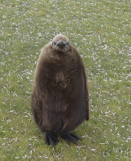 The Falkland Islands