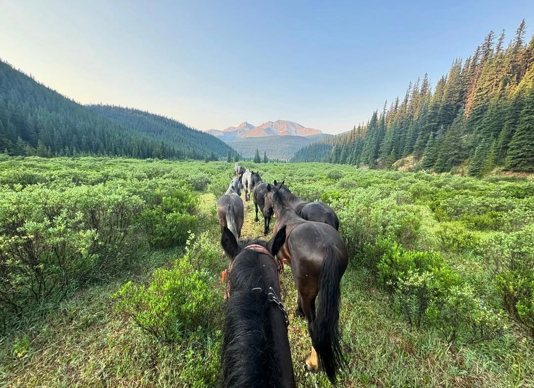 Wilderness Wavelength