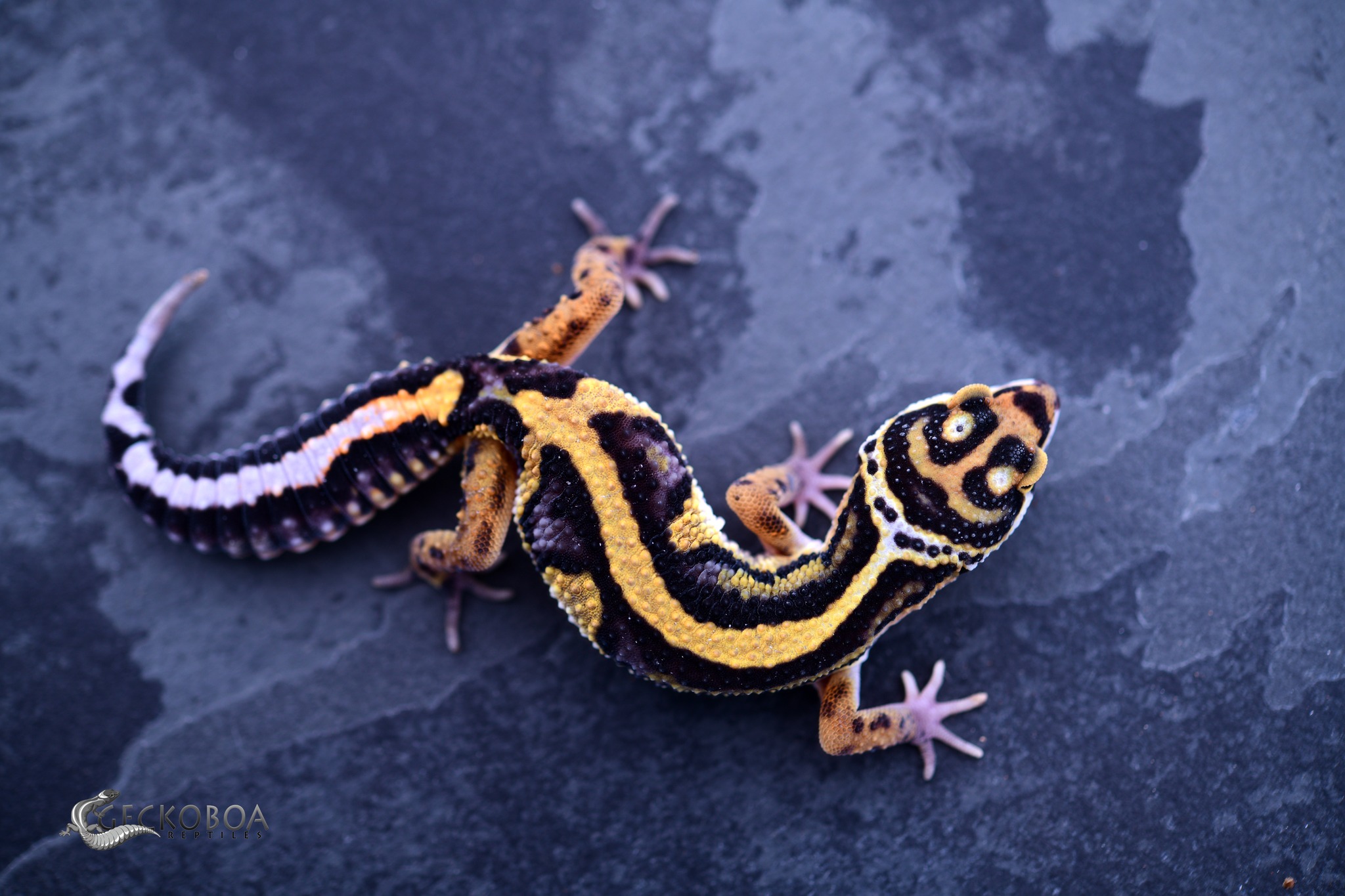 Session Twenty: New Expansion and Taking Geckos To The Next Level With John Scarbrough