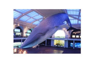 A Tale of Whale Evolution