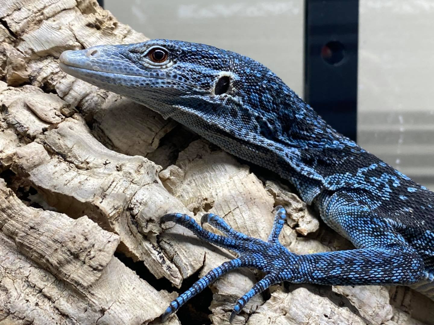 Uncovering SaSobek Part VII: Working With Different Species and Diversifying Your Collection
