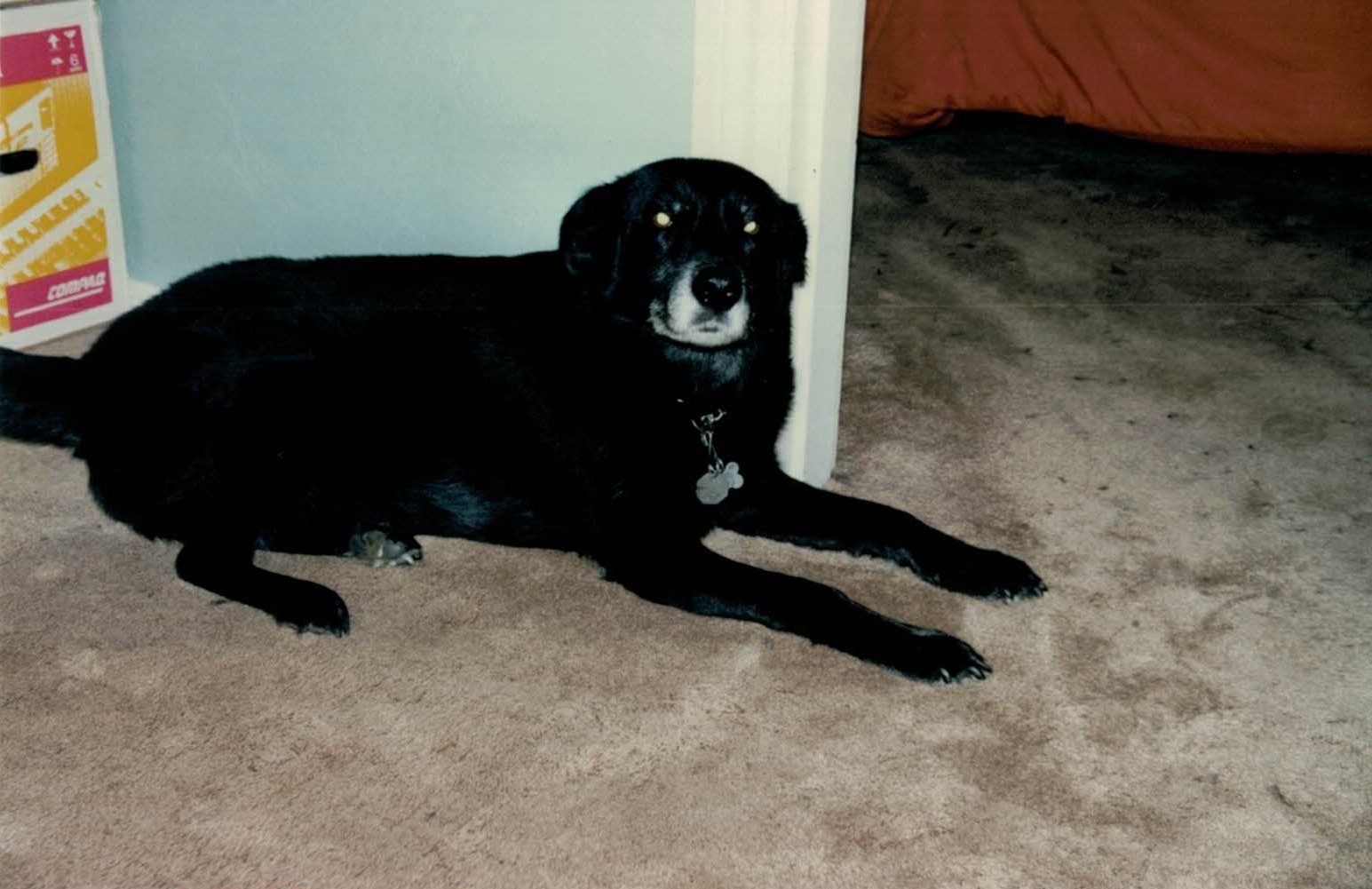 The Good Boy Podcast