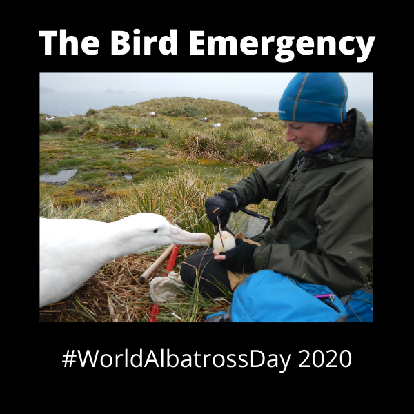 The Bird Emergency