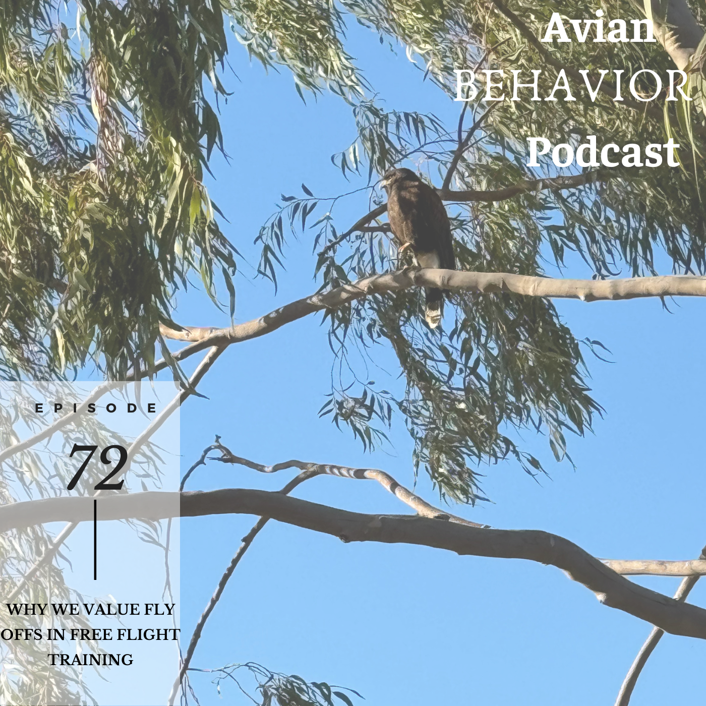 The Avian Behavior Podcast