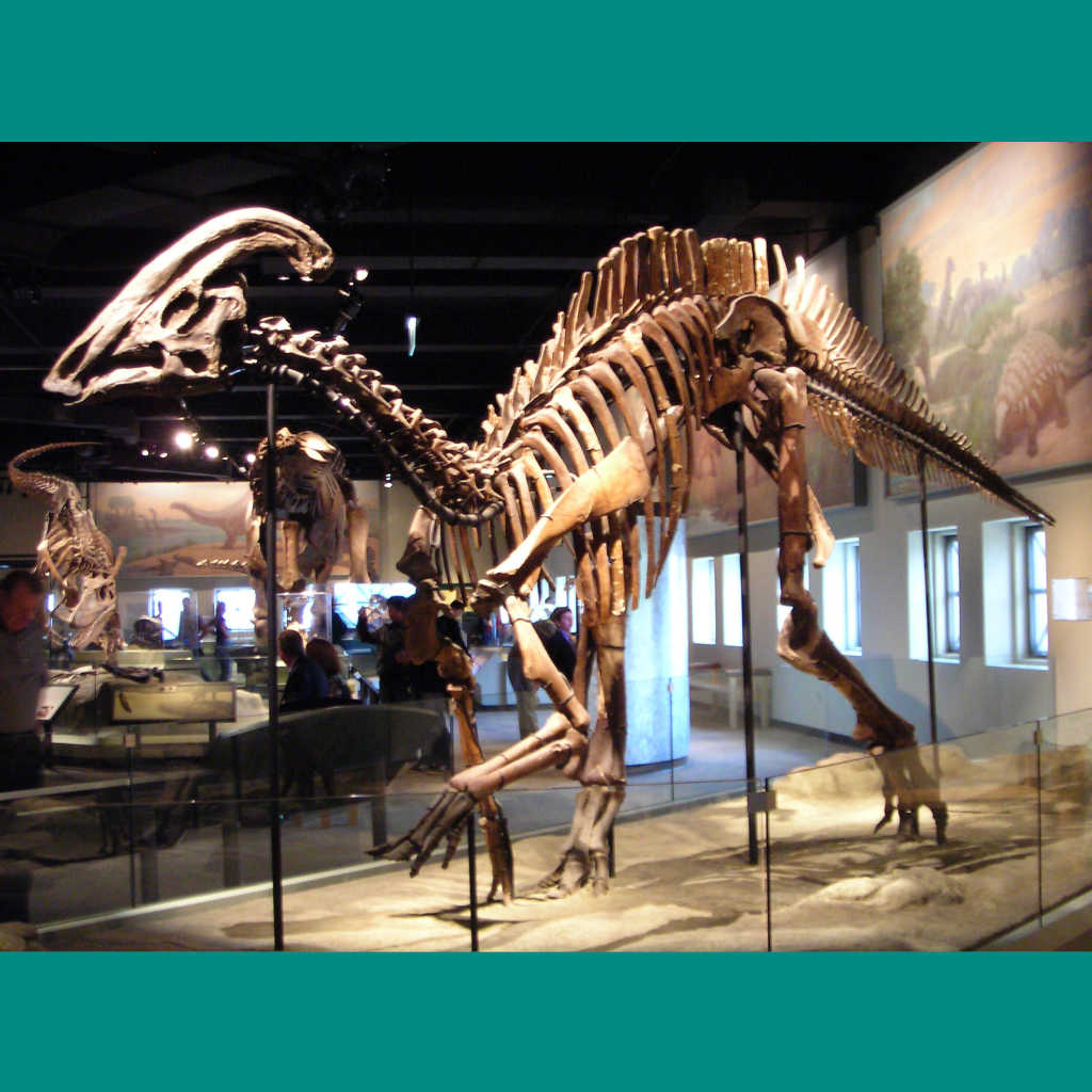 No Explanation for Duck-Billed Evolution