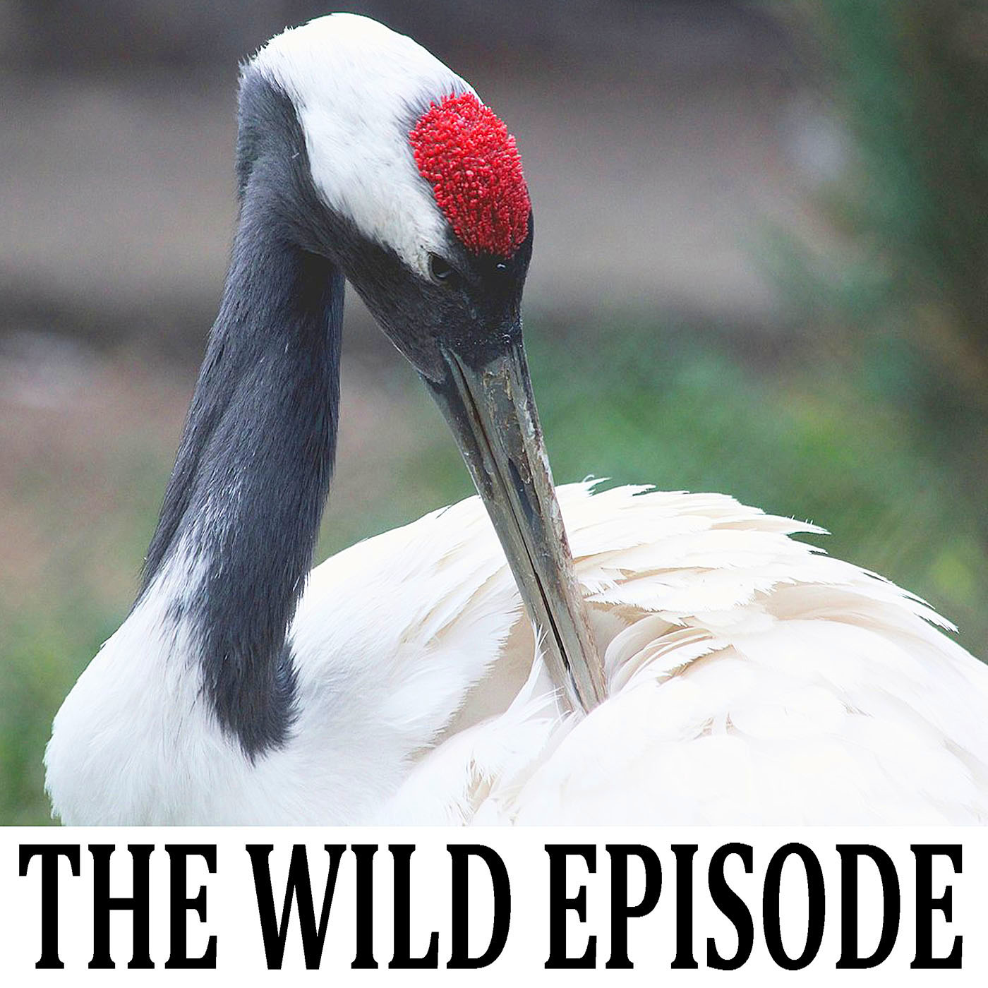 The Wild Episode