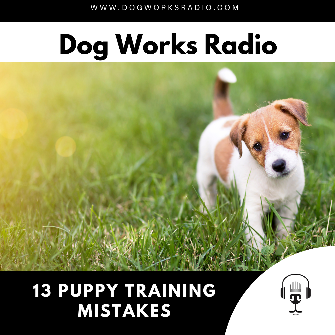 13 Puppy Training Mistakes