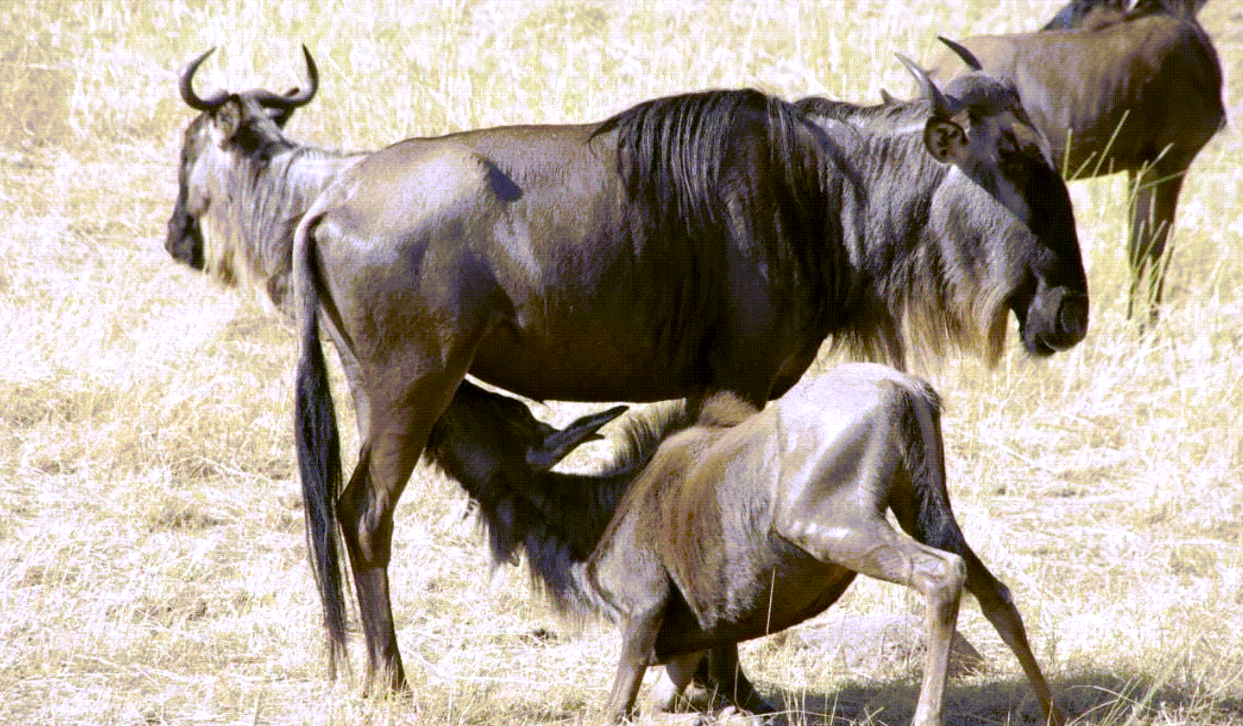 Adventure With Africa Kenya Safaris