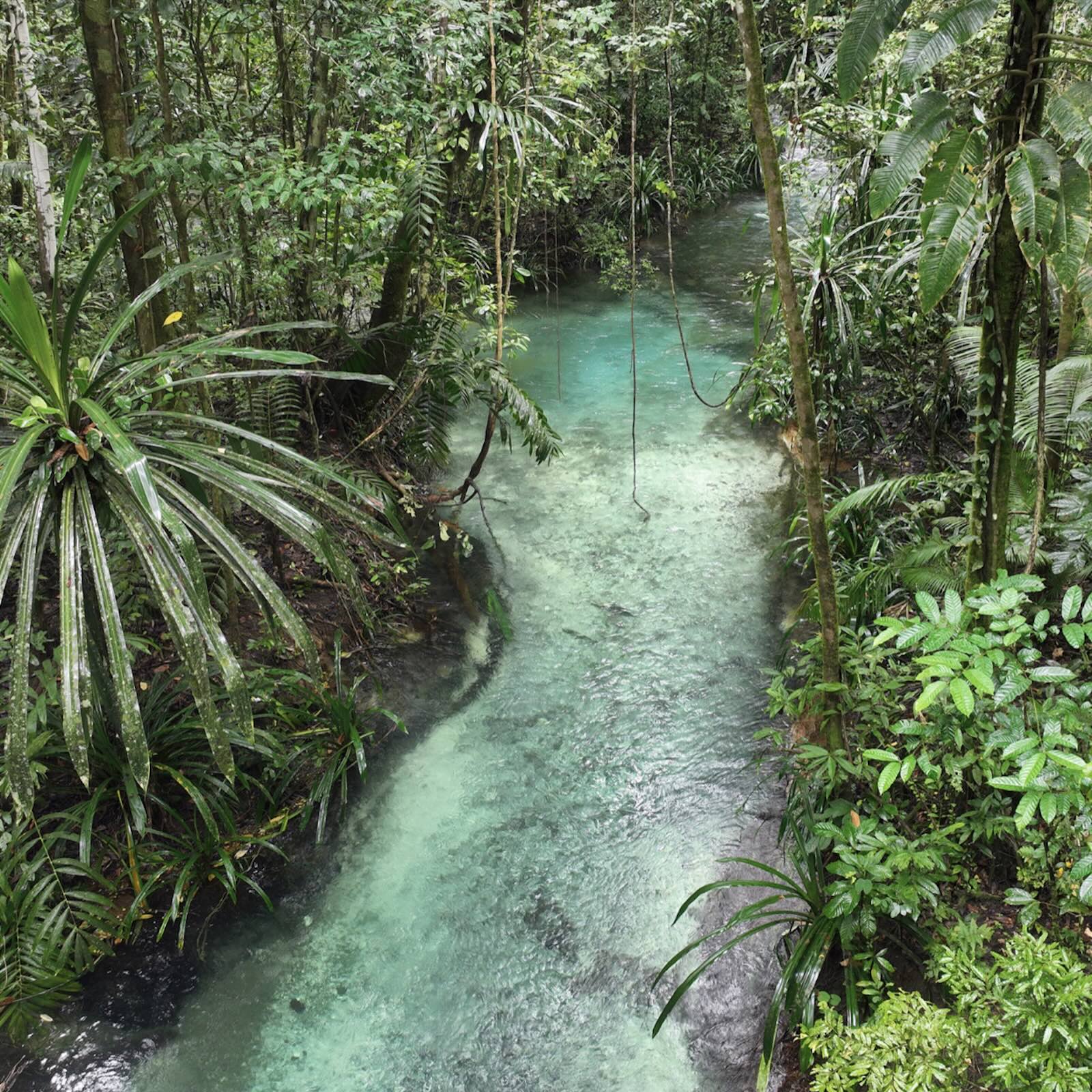 Mongabay Newscast