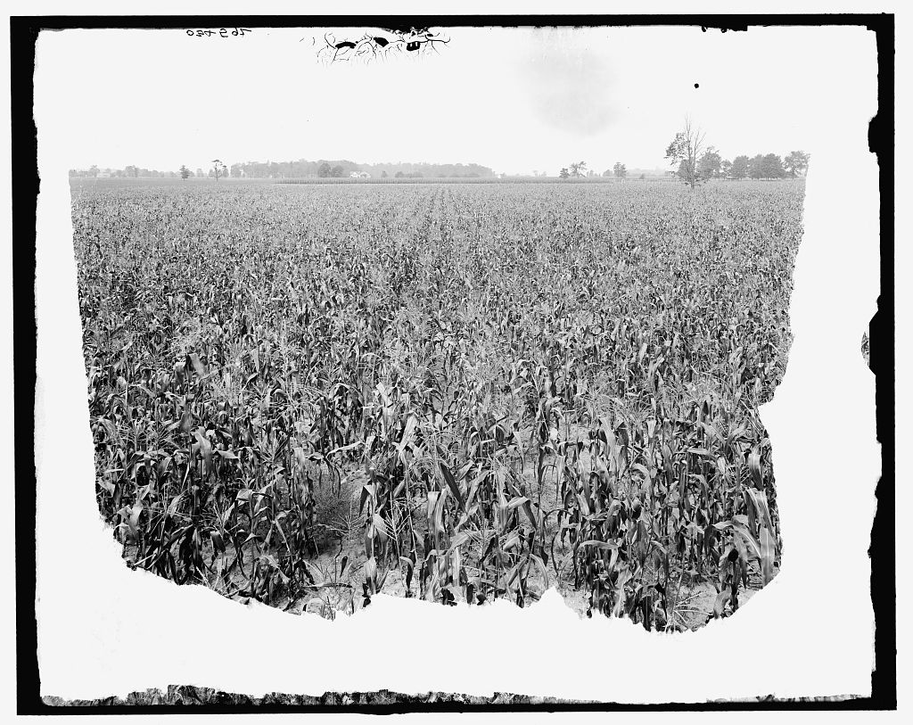 Legend of The Corn - An Arikara Folktale