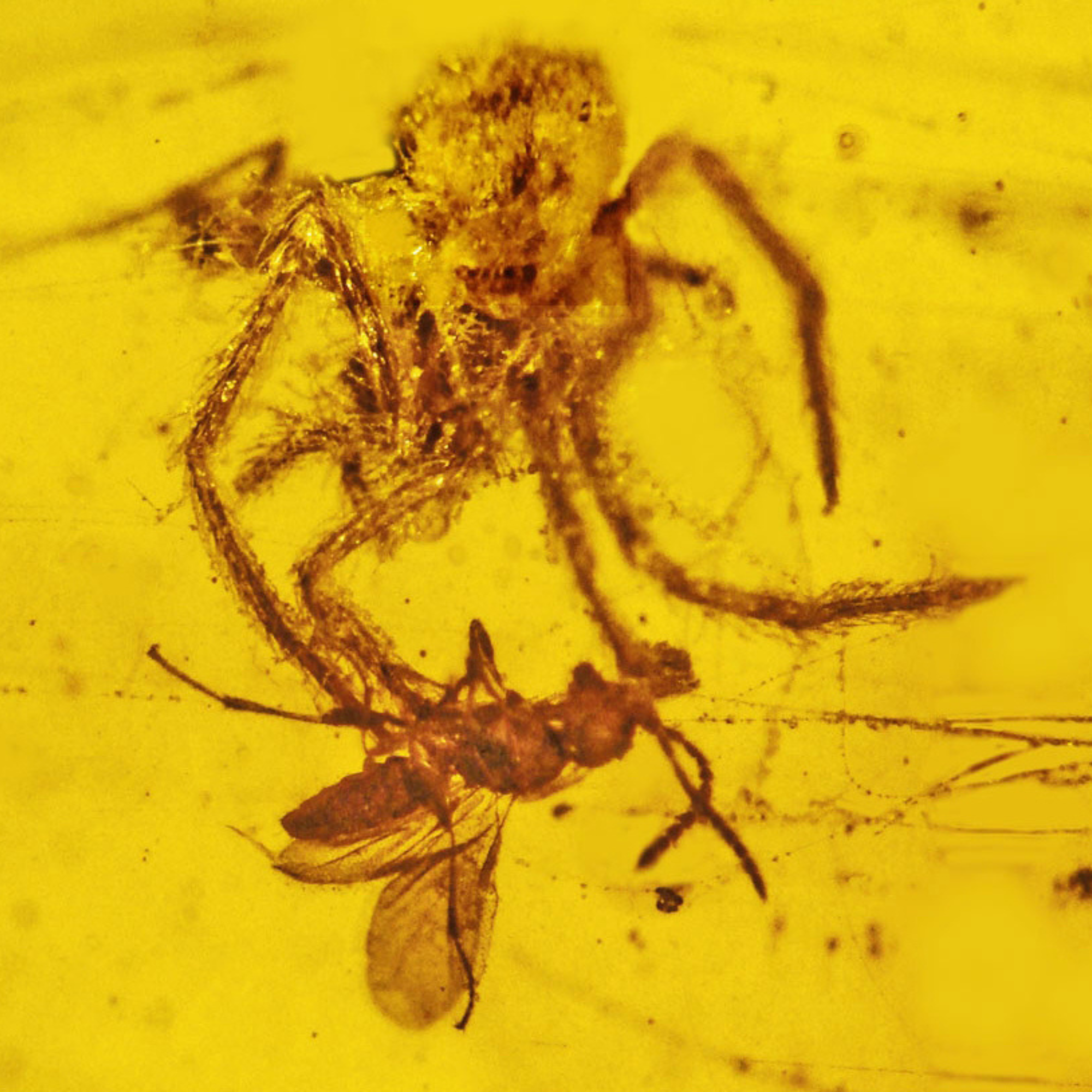 Trying to Spin an Evolutionary History out of Spider Silk