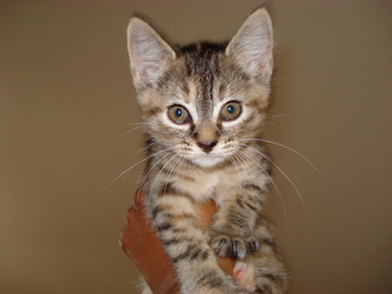 I fell in love with a cat and her name was Summer