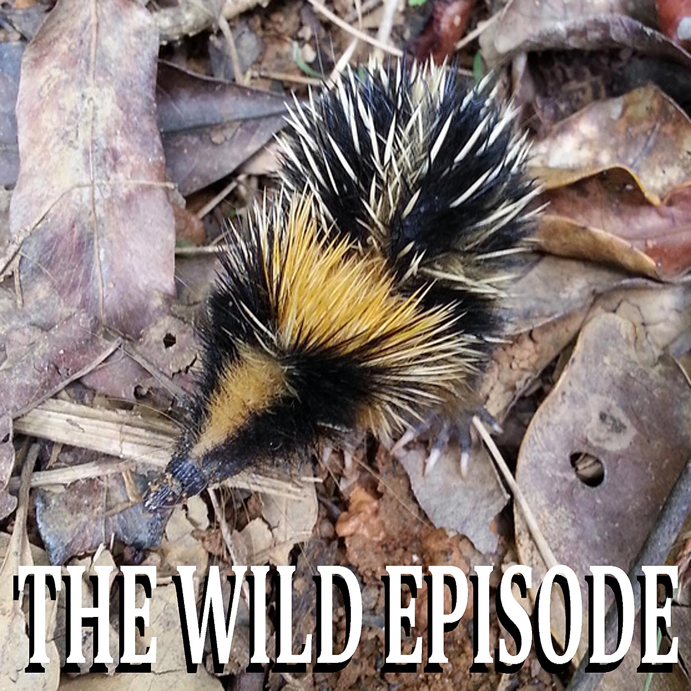 The Wild Episode