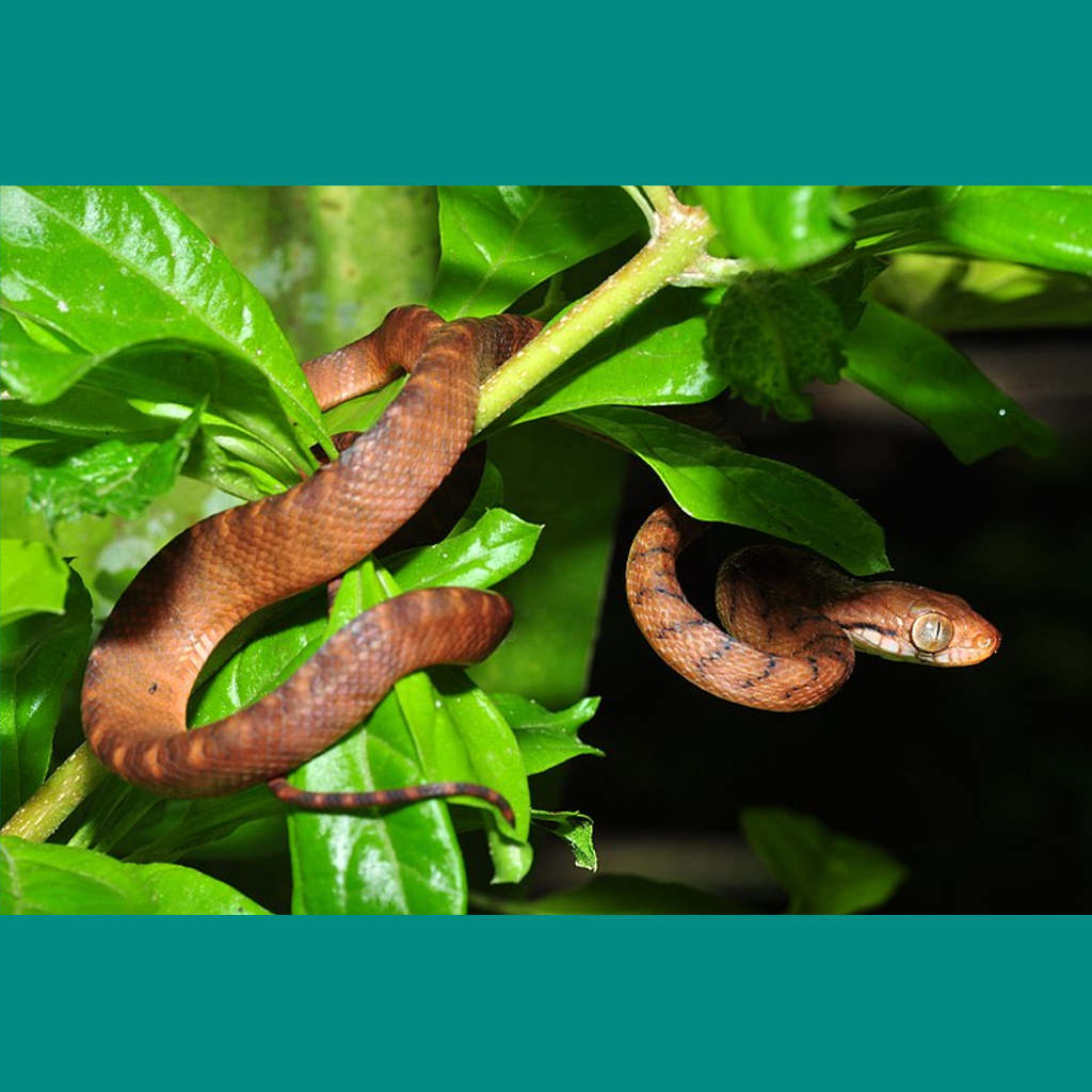 Airborn Snakes