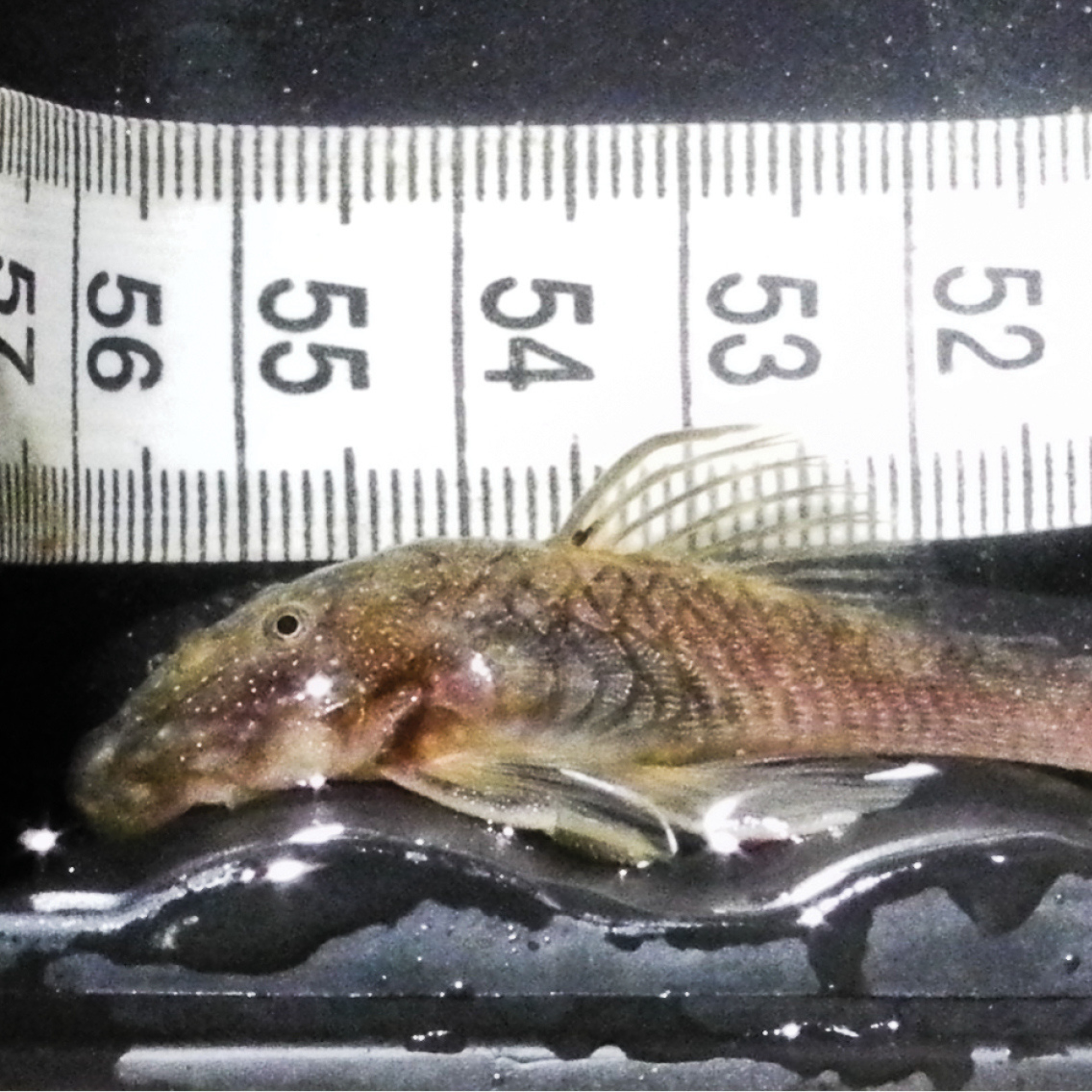 The Rock-Climbing Catfish