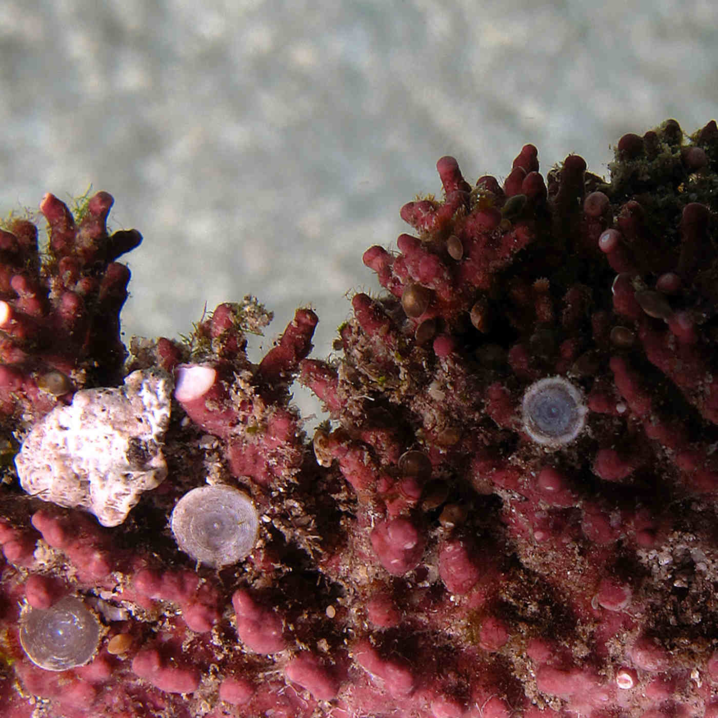 Global Warming Makes Corals Evolve?