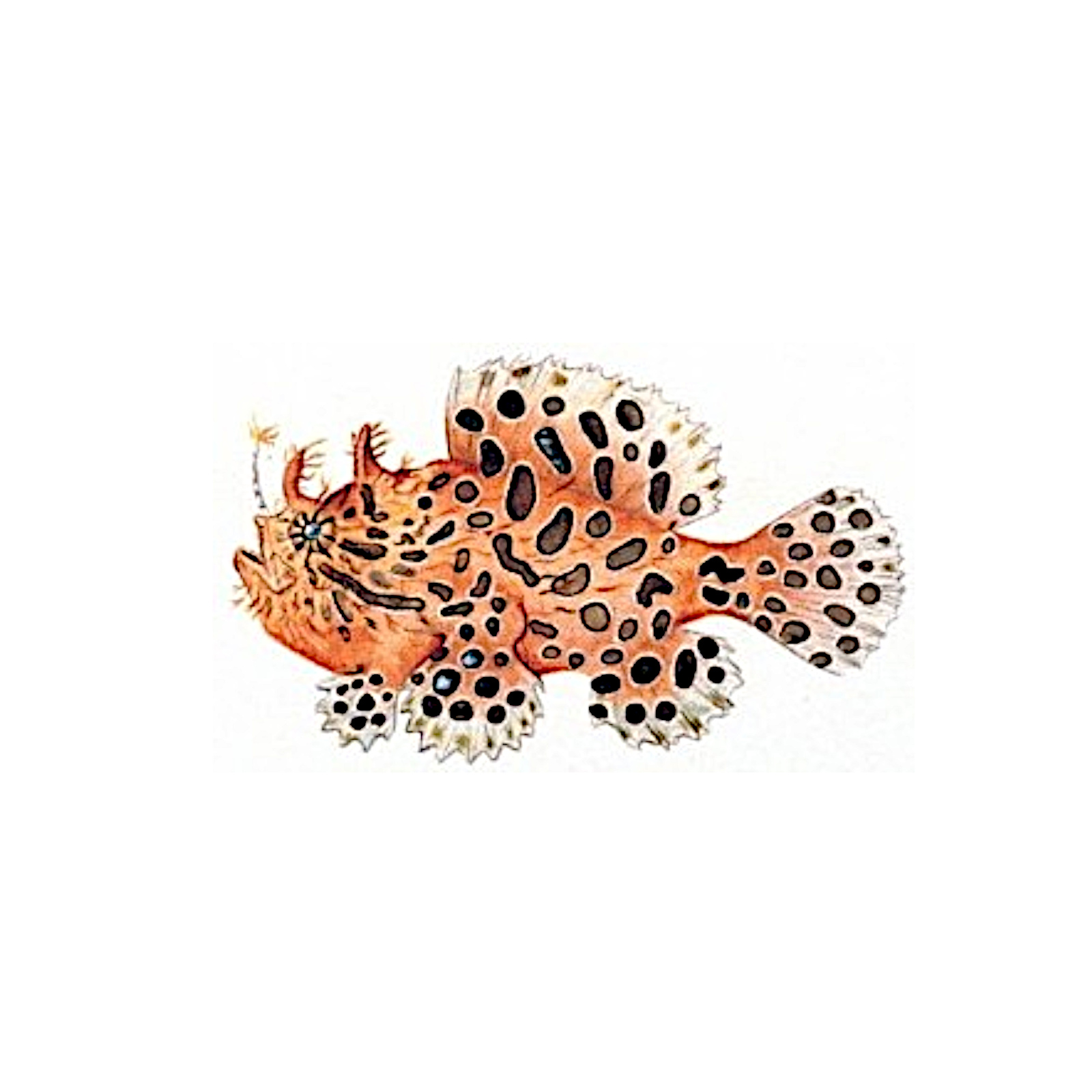 The Mystery of the Frogfish