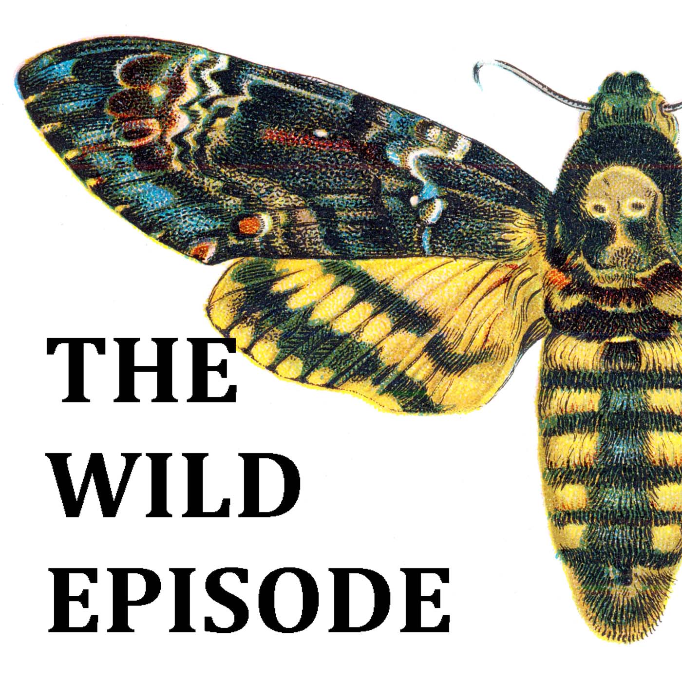The Wild Episode