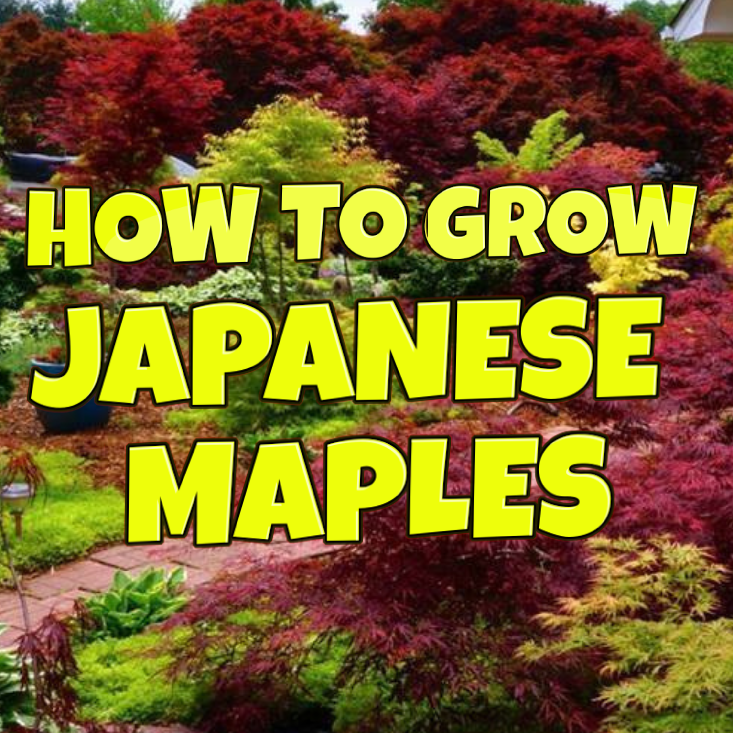 How To Grow Japanese Maples