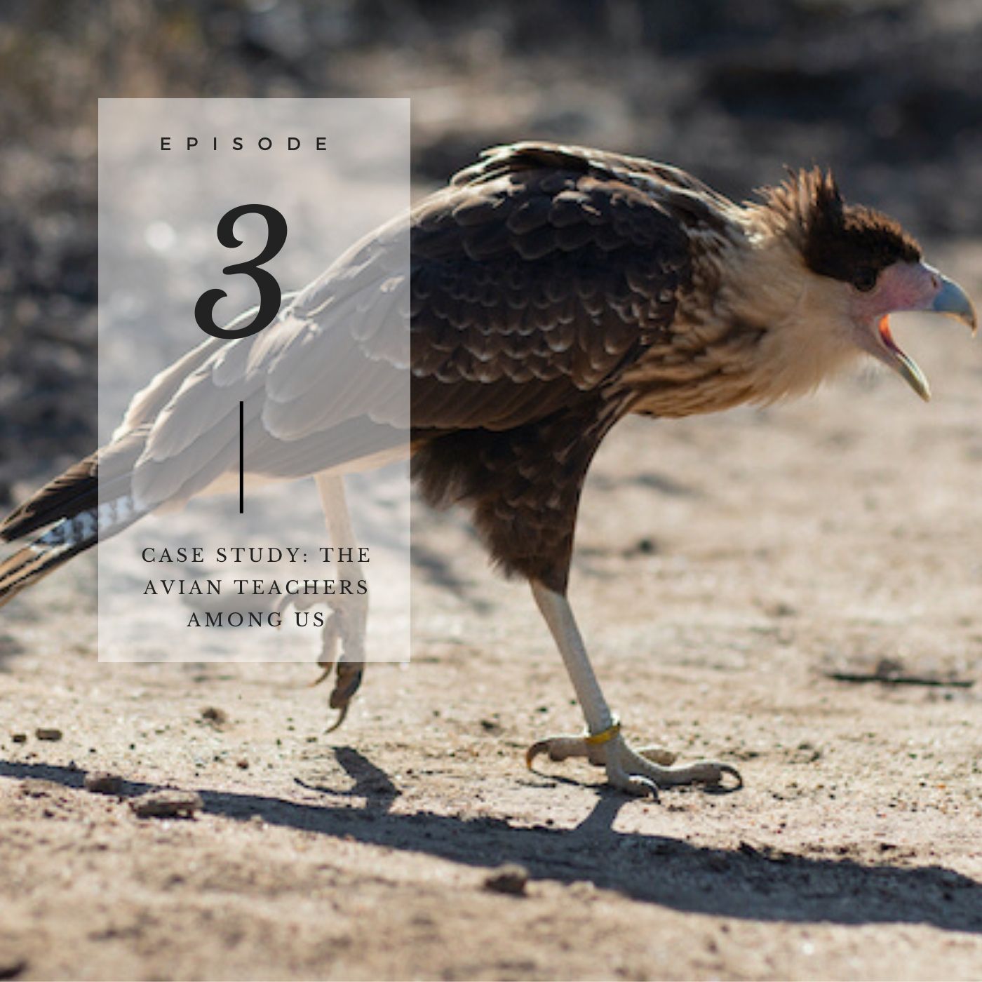 The Avian Behavior Podcast
