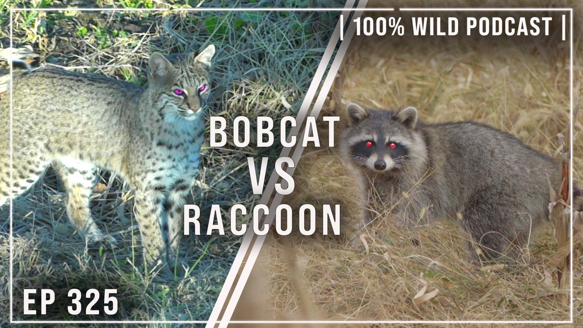 The 100% Wild Podcast