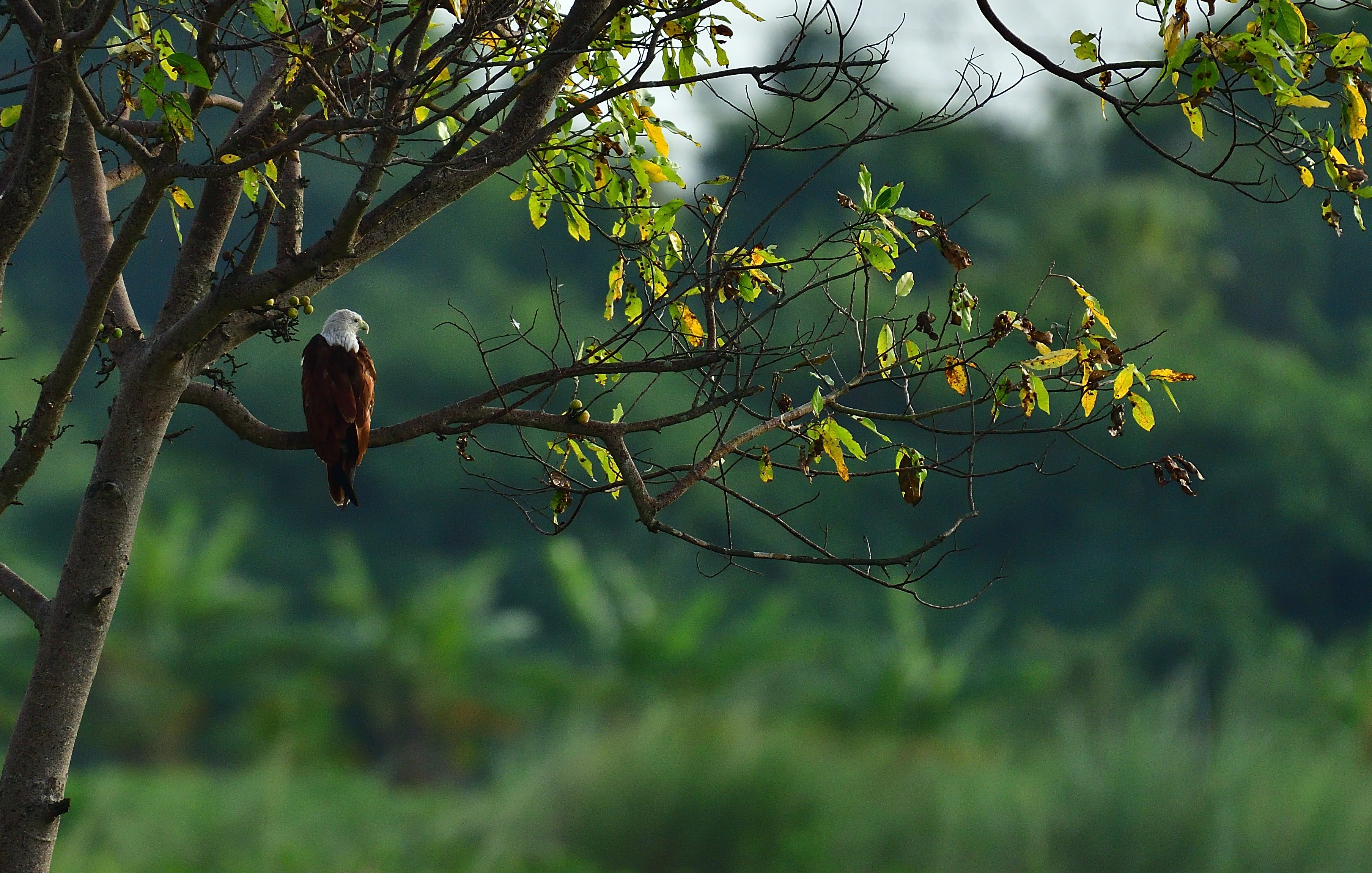 Bird Podcast with Shoba Narayan