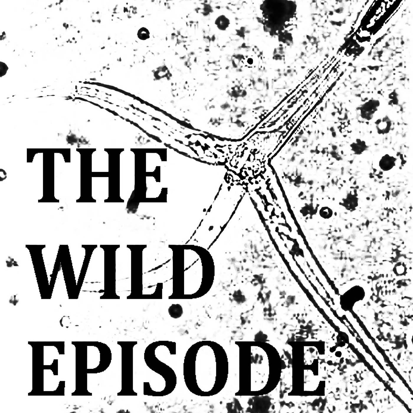 The Wild Episode
