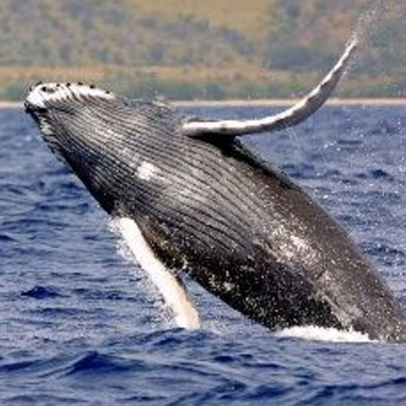 The Best Swimming Wing