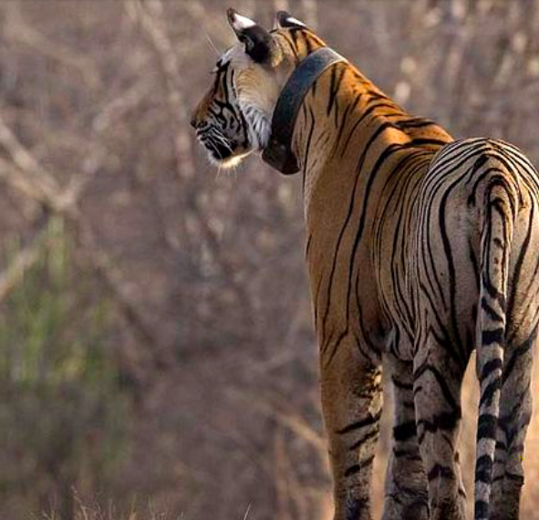 Mongabay Newscast