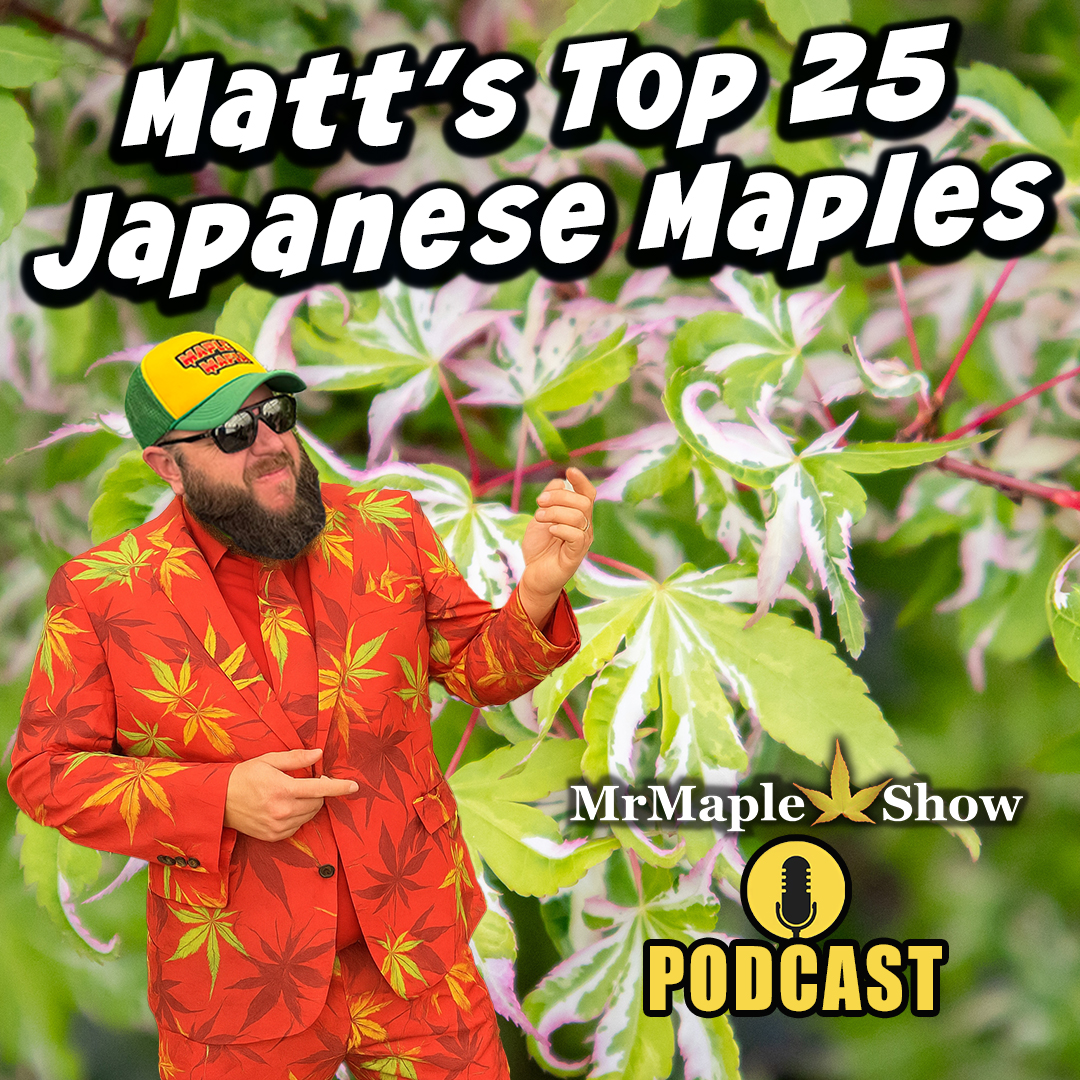 Matt's Top 25 Japanese Maples | MrMaple Show Podcast