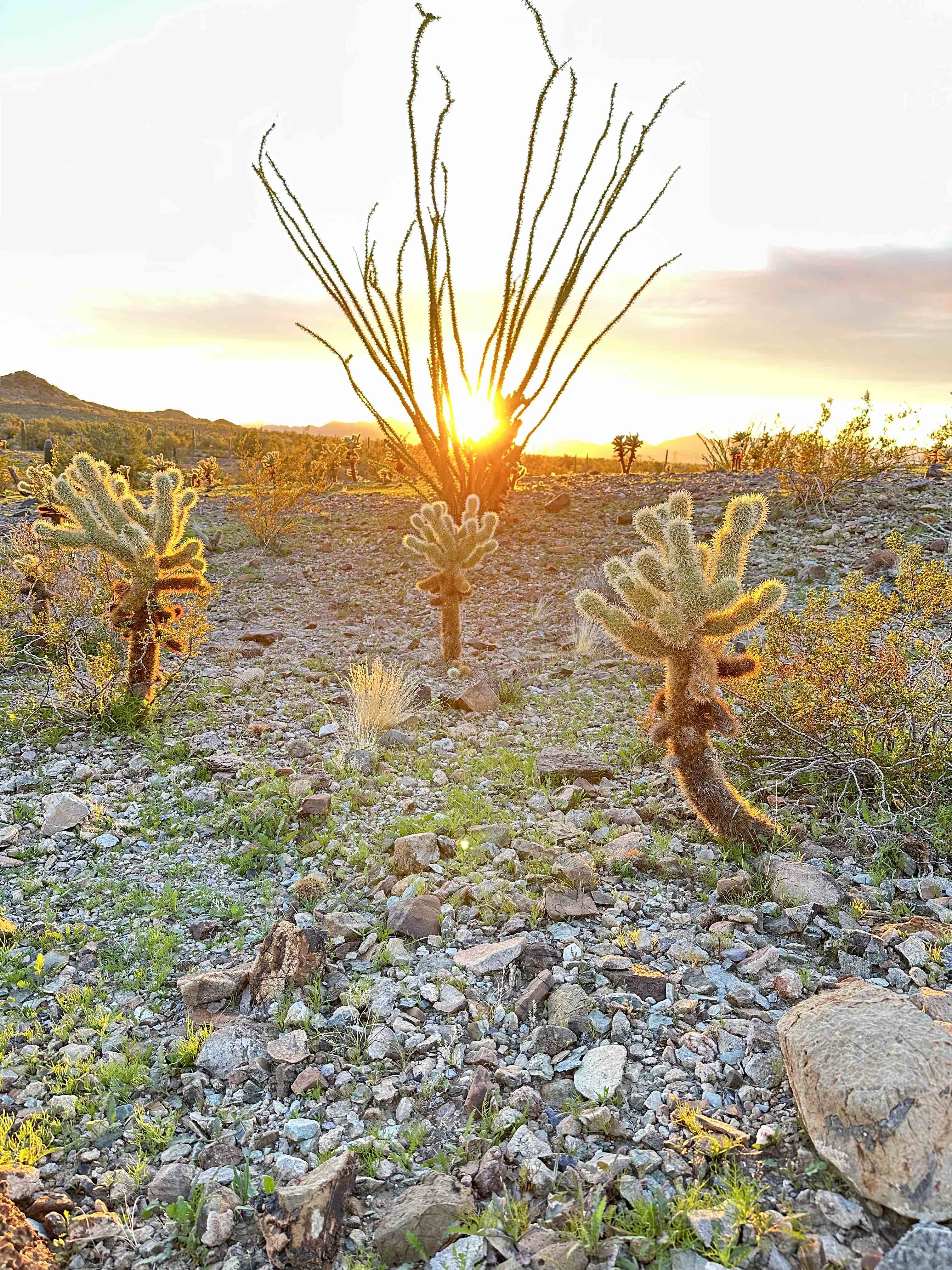 OFI 1993: Desert Pilgrimage 2024 - Searching For The Sun | Solo Episode