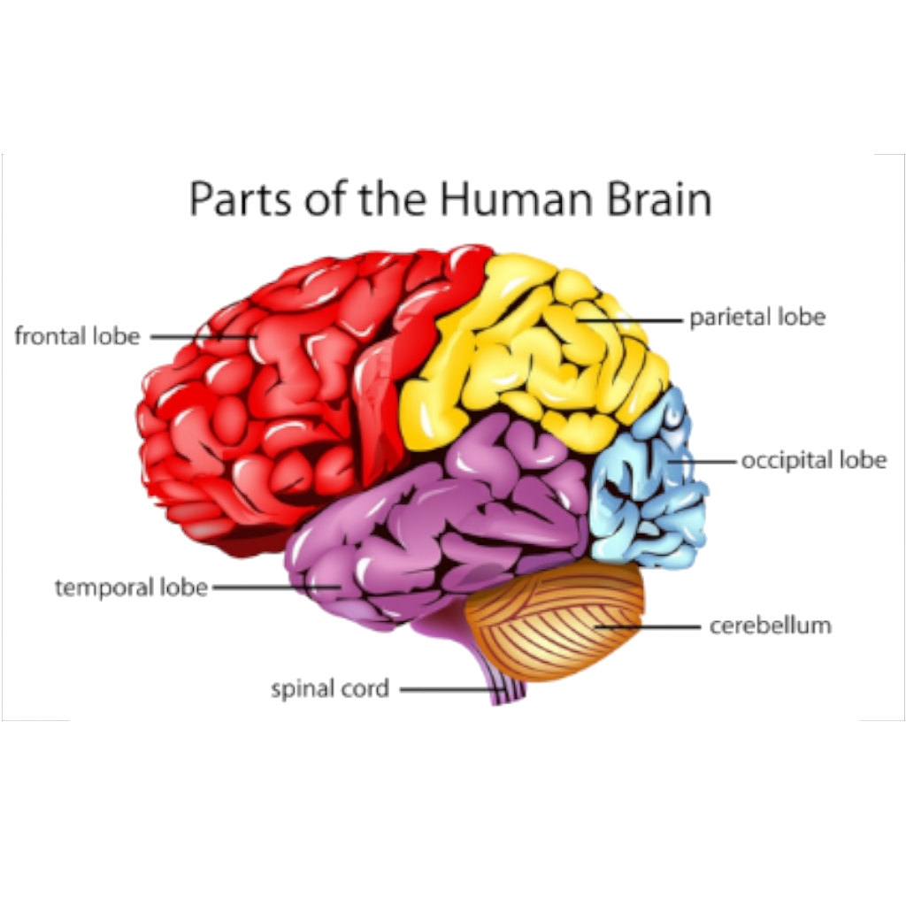 Your Busy Brain