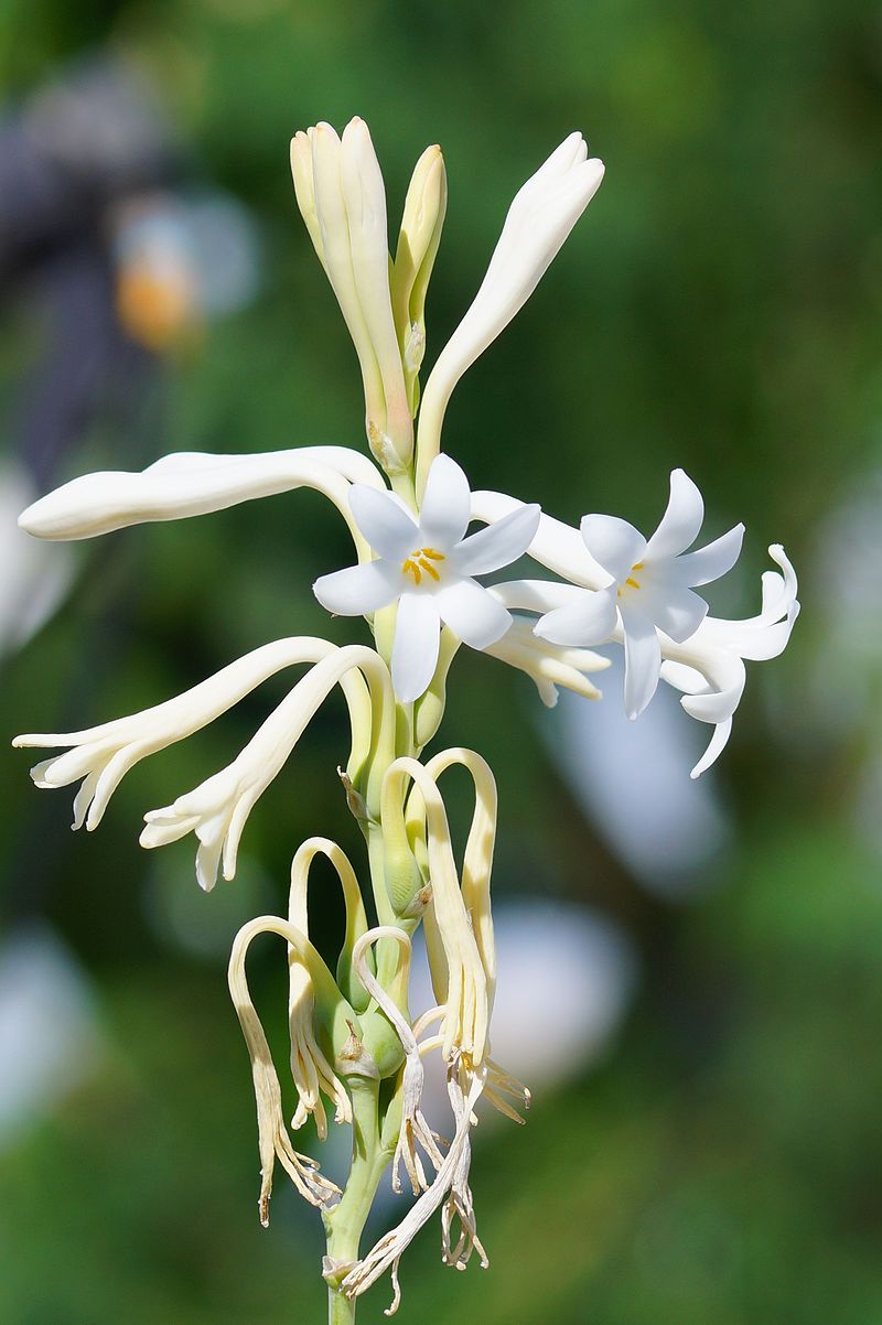 Hawaiian Concert Guide Show 627 - Tuberose