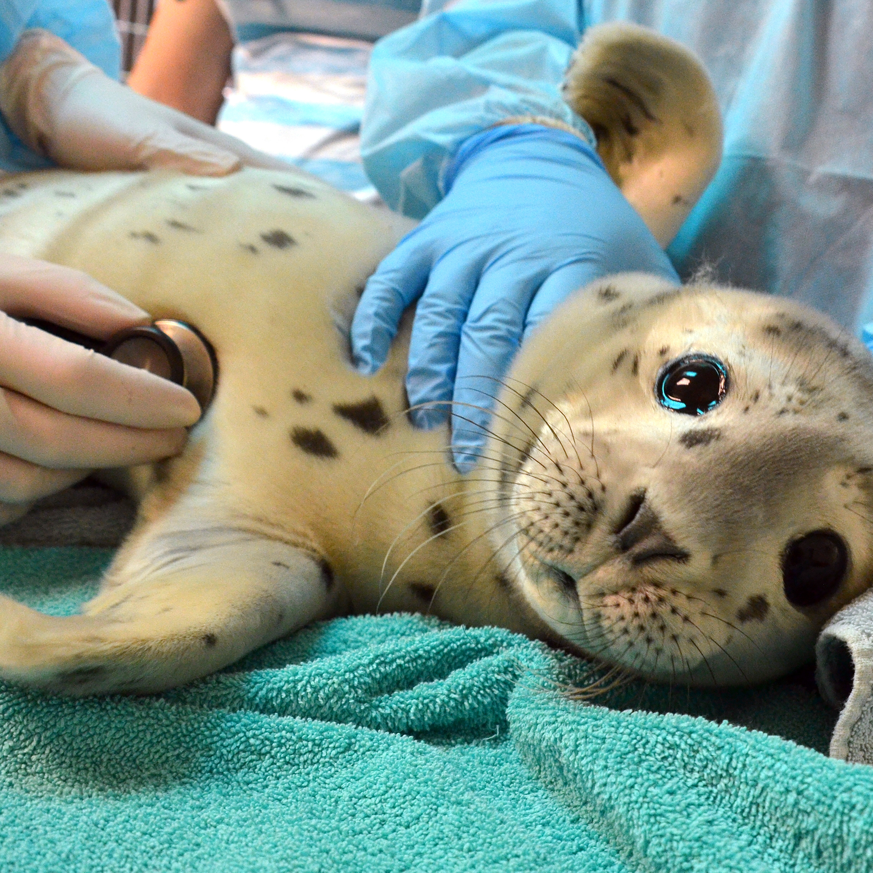 The Marine Mammal Center